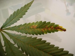 Anthracnose — Wiki Cannabique